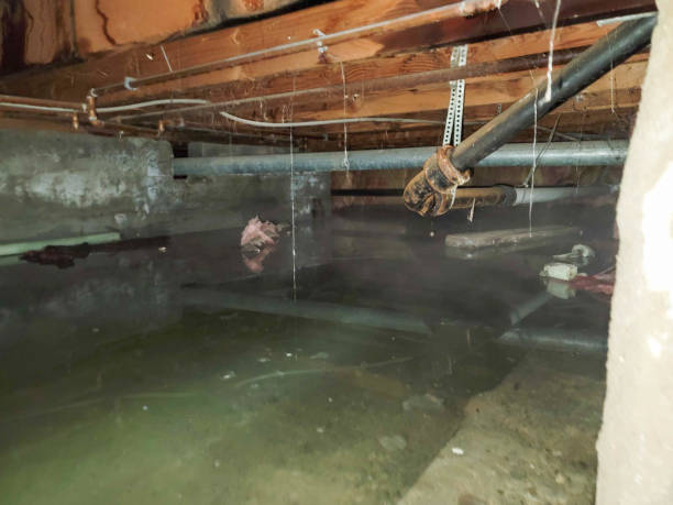 Best Professional water damage repair  in Gorevle, IL