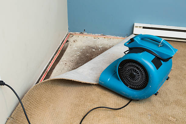 Best Professional water damage repair  in Gorevle, IL